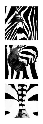 Affiche noir et blanc de Rocco Sette Zebra Tryptich