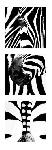 Affiche noir et blanc de Rocco Sette Zebra Tryptich