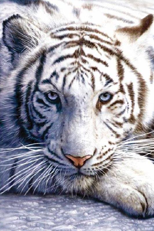 Poster Photo D Un Tigre Blanc Acheter Poster Photo D Un Tigre Blanc 402 Affiches Et Posters Com