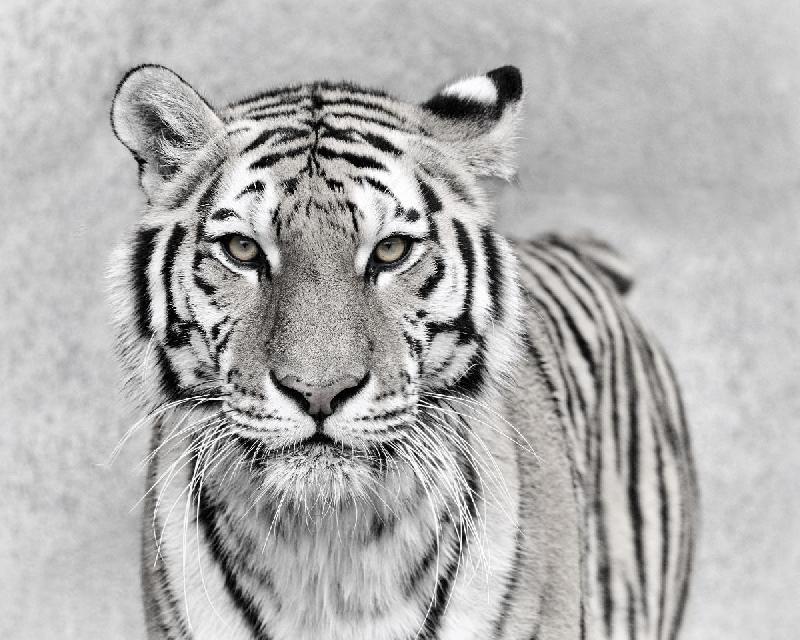Poster tiger in black & white