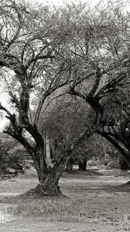 Poster arbre in black and white
