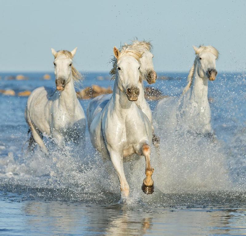 Poster chevaux of Camargue