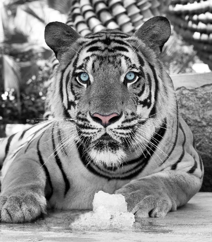 Affiche noir & blanc d'un Tigre 