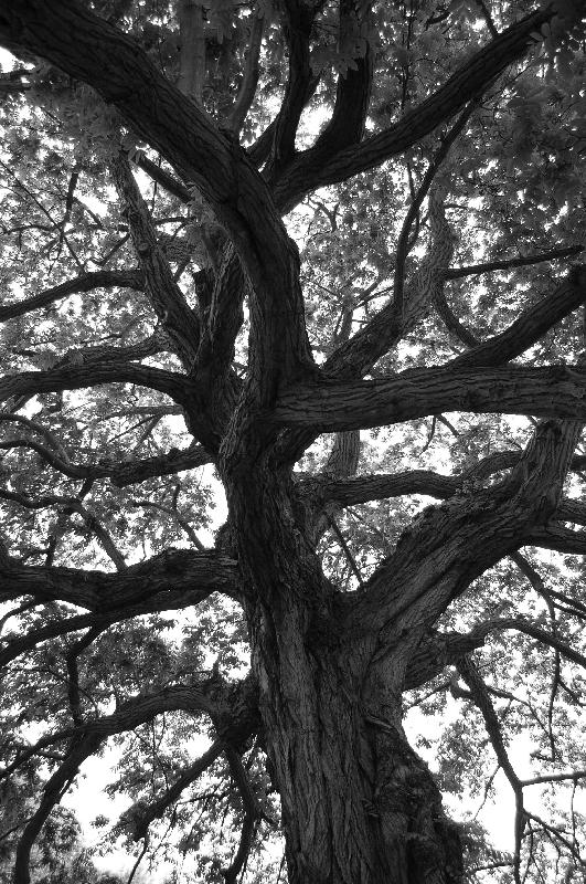 Photo noir et blanc arbre 