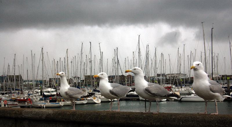 Oiseau devant un port Irlandais