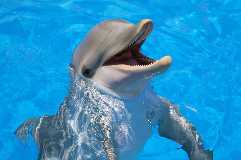 Poster photo d'un dauphin