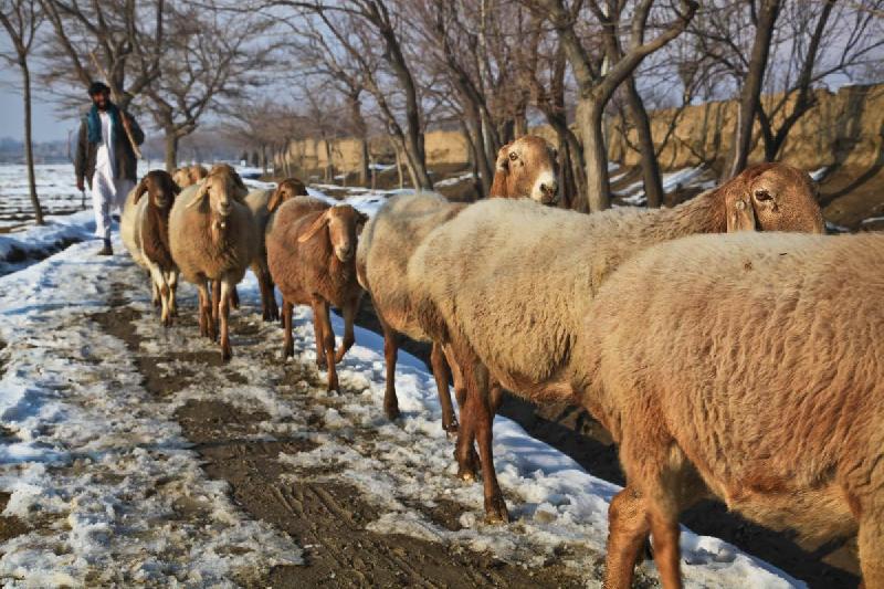 Photo moutons en Afghanistan