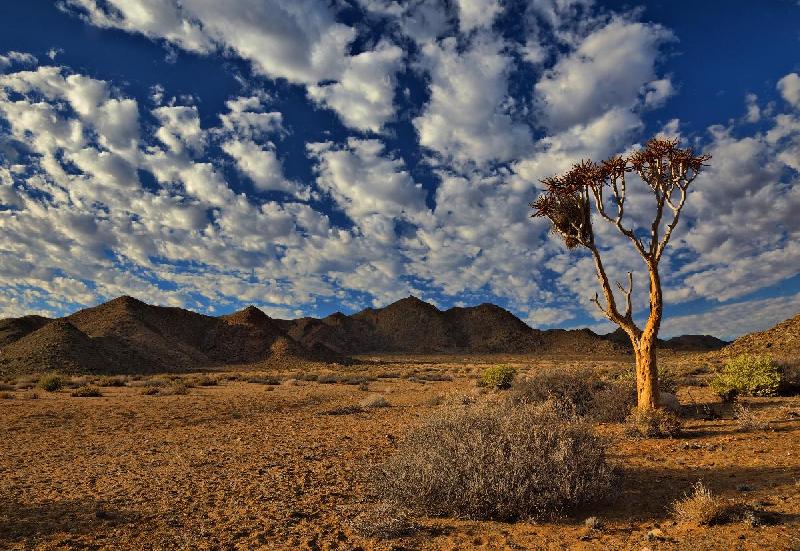 Photo paysage sud africain arbre 