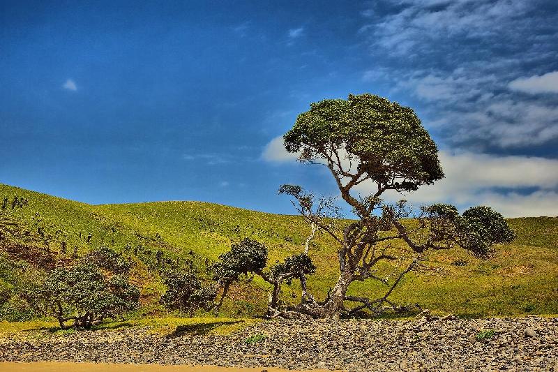 Photo arbre dans le paysage sud africain
