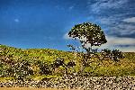 Photo arbre dans le paysage sud africain