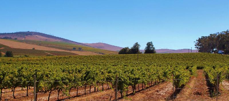 Paysage vigne en Afrique du Sud