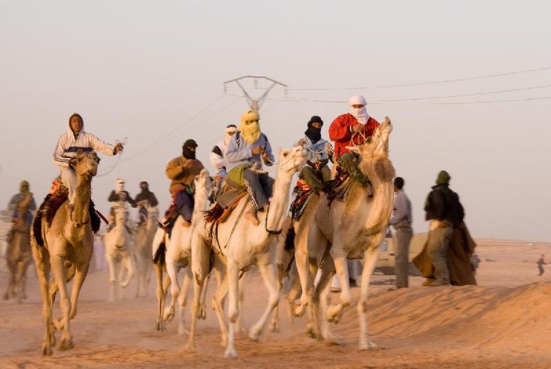 Photo course chameau en Algérie