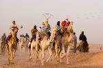 Photo course chameau en Algérie