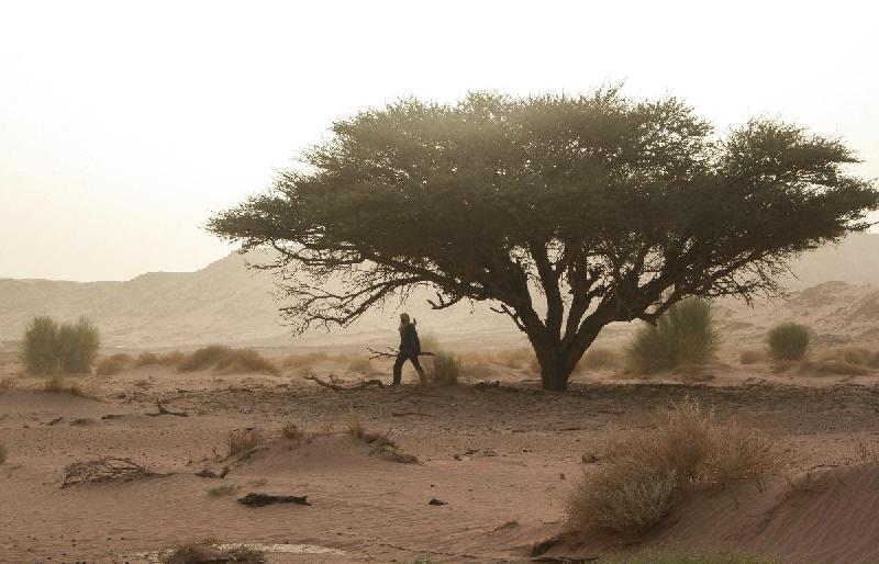 Photo arbre dans le désert du Sahara en algérie