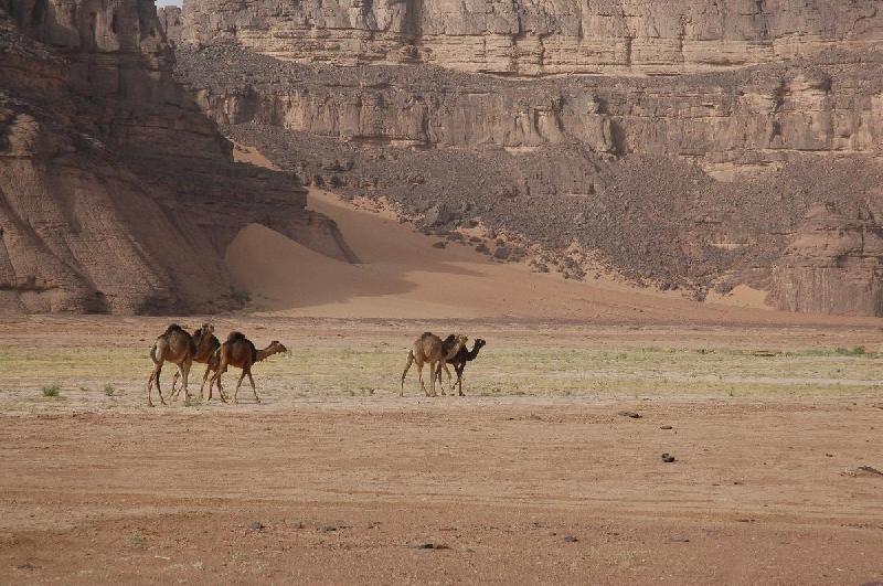 Photo chameau dans le désert du Sahara en Algérie