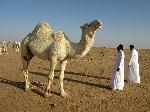 Photo chameau dans le désert d'Arabie Saoudite