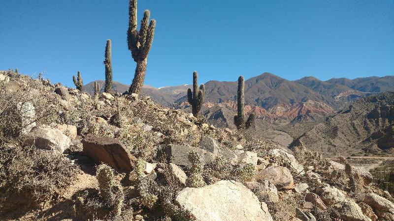 Photo cactus prêt de Salta en Argentine