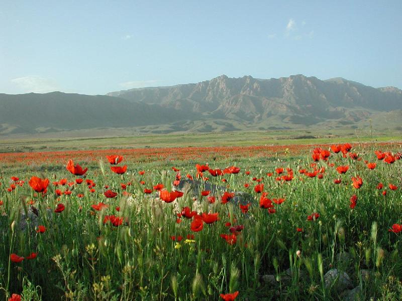 Photo champ de coquelicots montagne en Arménie
