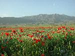 Photo champ de coquelicots montagne en Arménie