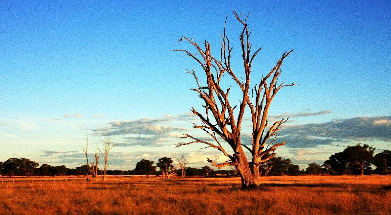 Photo arbre dans le désert Australien