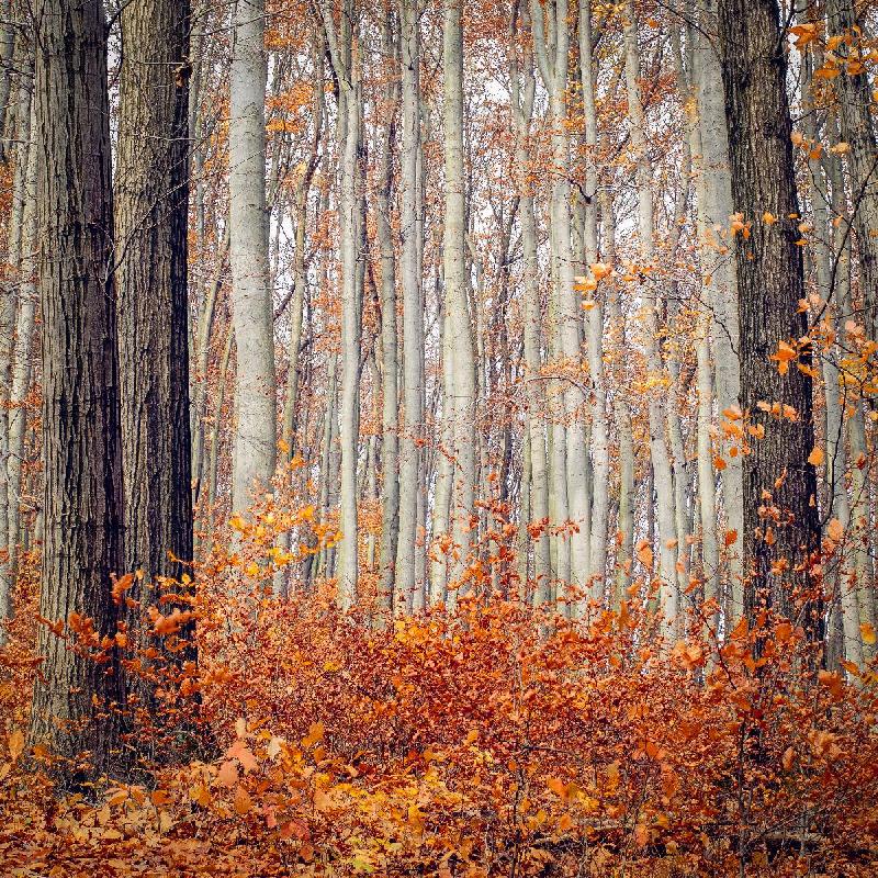 Photo arbre foret autrichienne à l'automne