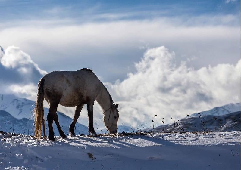 Photo cheval montagne d'Azerbaidjan