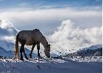 Photo cheval montagne d'Azerbaidjan