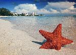 Photo étoile de mer plage Bahamas