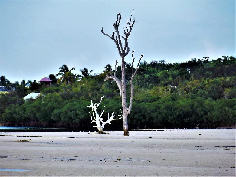 Photo arbre mort plage Bahamas