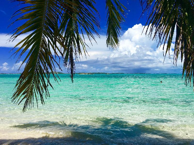 Photo palmier sur plage Bahamas