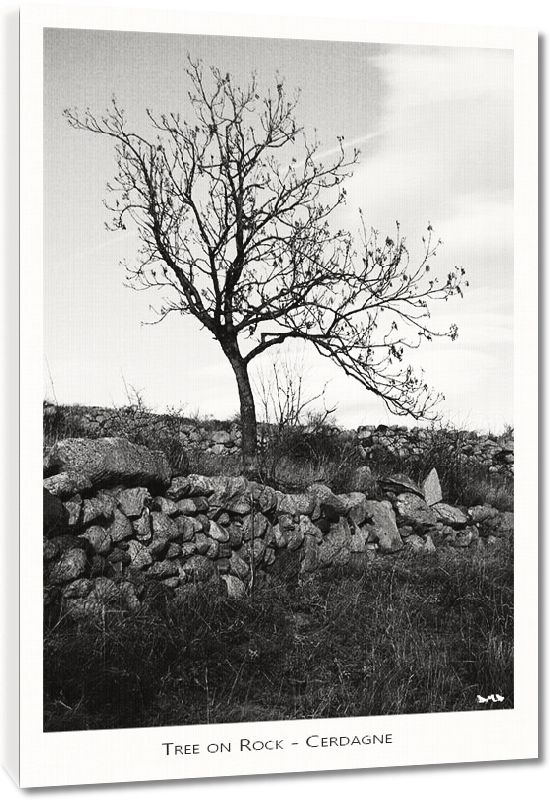 Toiles imprimées Photo Noir et blanc arbre en Cerdagne