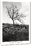 Toiles imprimées Photo Noir et blanc arbre en Cerdagne