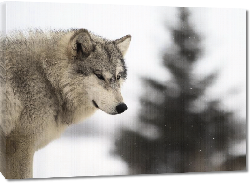Toiles imprimées Poster loup sauvage
