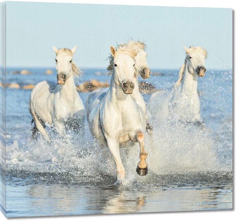 Toiles imprimées Poster chevaux of Camargue