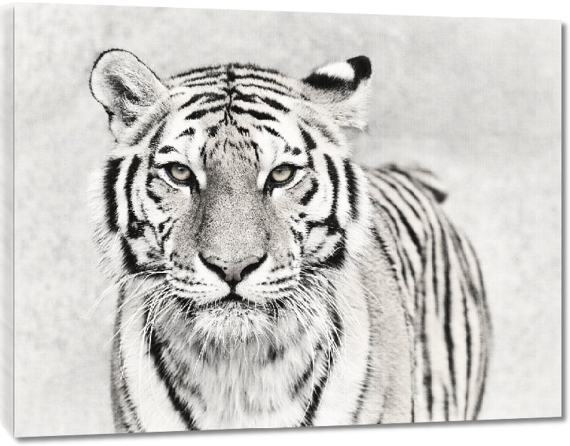 Toiles imprimées Poster tiger in black & white