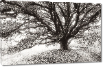 Toiles imprimées Poster arbre black & white