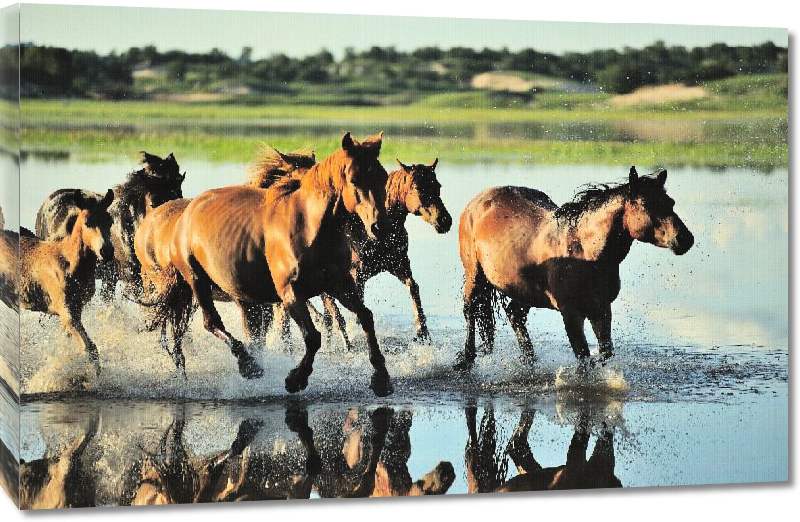 Toiles imprimées Affiche de chevaux au galop 