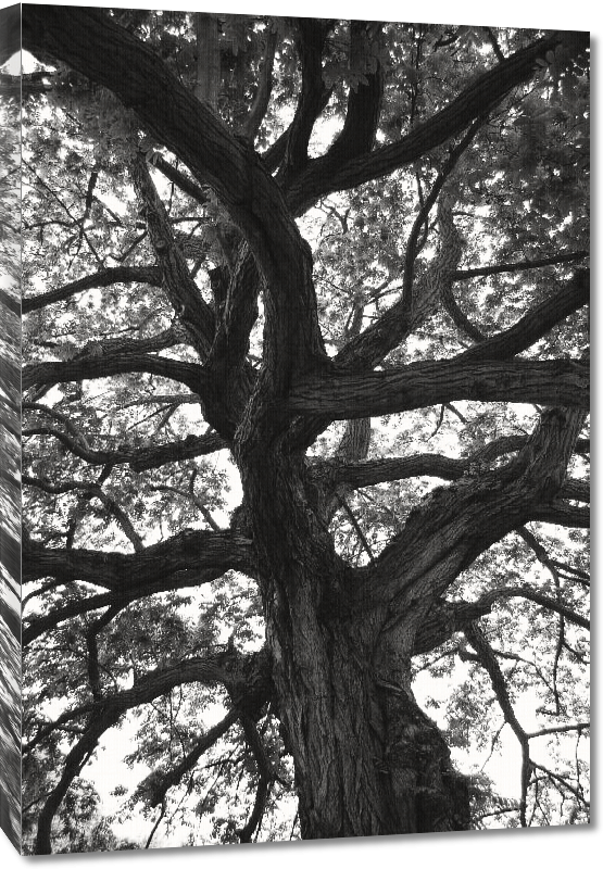 Toiles imprimées Photo noir et blanc arbre 