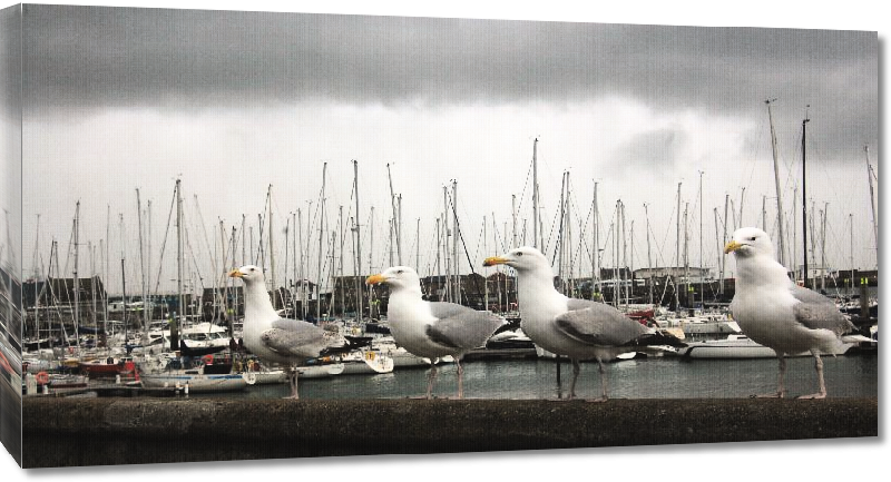 Toiles imprimées Oiseau devant un port Irlandais