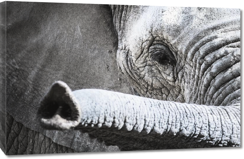 Toiles imprimées Elephant