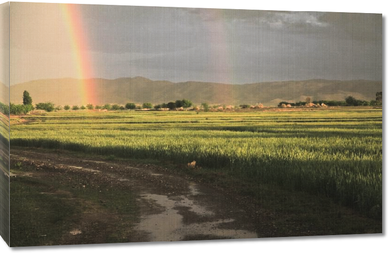 Toiles imprimées Photo arc en ciel sur rizière en Afghanistan