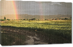 Toiles imprimées Photo arc en ciel sur rizière en Afghanistan
