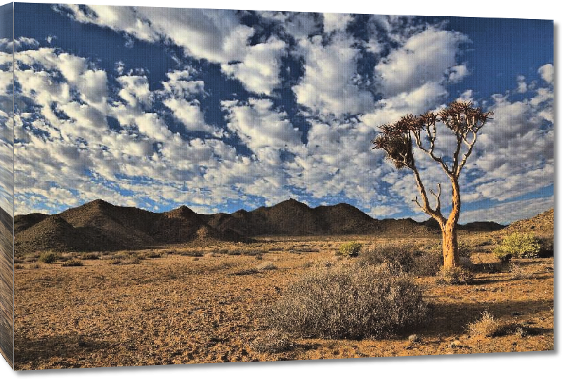Toiles imprimées Photo paysage sud africain arbre 