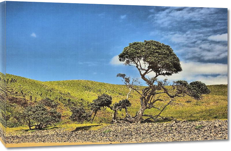 Toiles imprimées Photo arbre dans le paysage sud africain