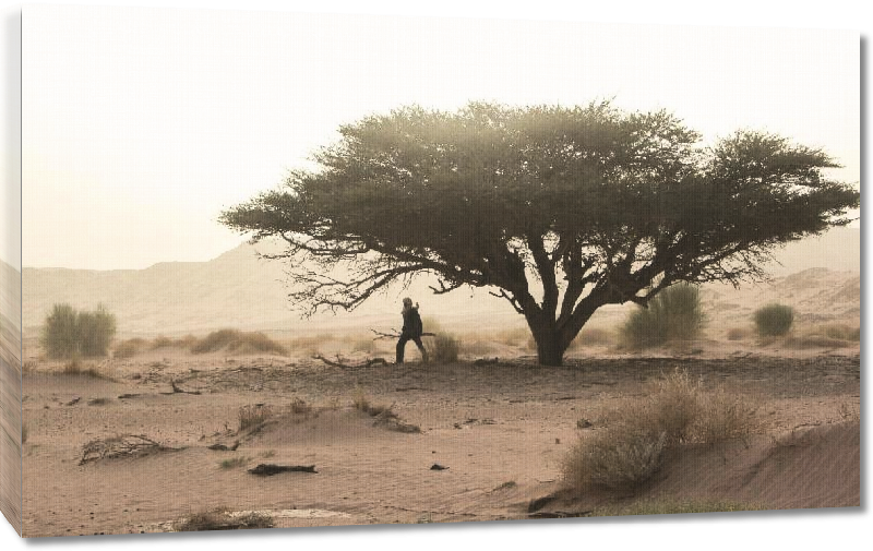 Toiles imprimées Photo arbre dans le désert du Sahara en algérie