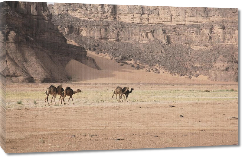 Toiles imprimées Photo chameau dans le désert du Sahara en Algérie