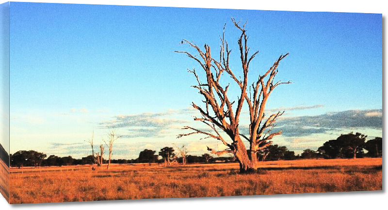 Toiles imprimées Photo arbre dans le désert Australien