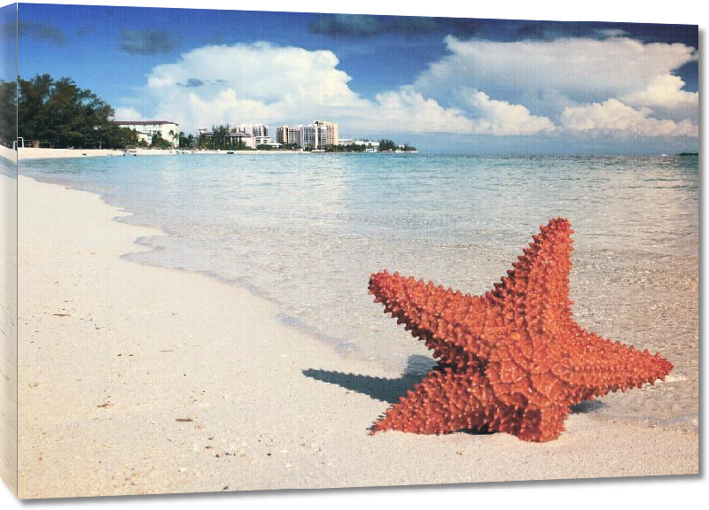 Toiles imprimées Photo étoile de mer plage Bahamas