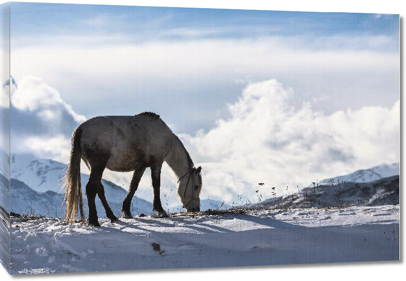Toiles imprimées Photo cheval montagne d'Azerbaidjan