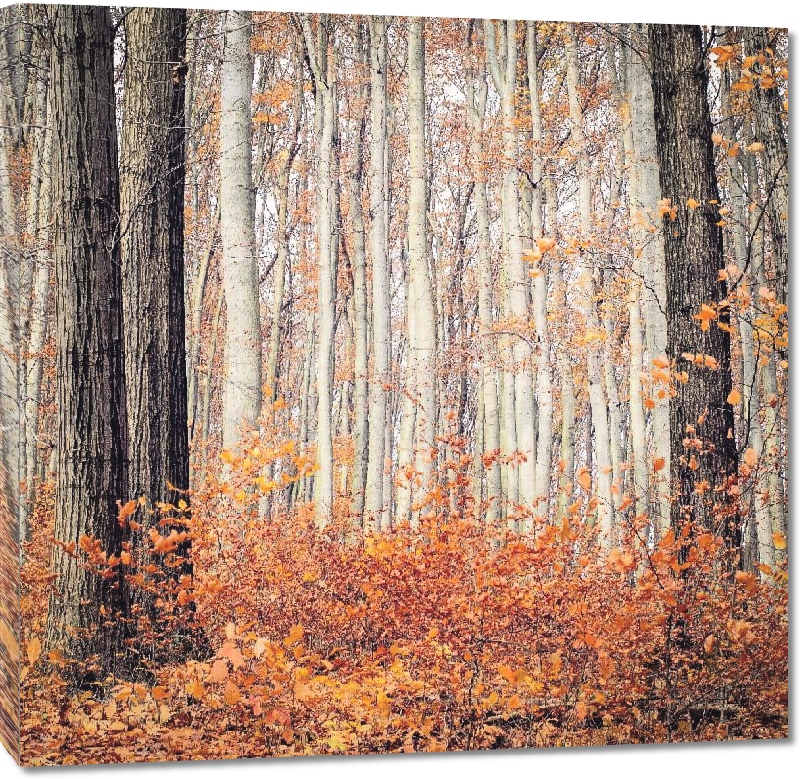 Toiles imprimées Photo arbre foret autrichienne à l'automne